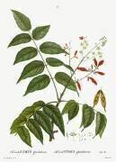 Aylanthus glandulosa (Pierre Joseph Redouté) - Muzeo.com