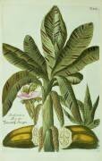Banana (Georg Dionysius Ehret) - Muzeo.com