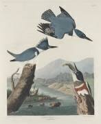 Belted Kingsfisher (John James Audubon) - Muzeo.com