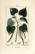 Black poplar tree (Pierre Jean Francois Turpin) - Muzeo.com