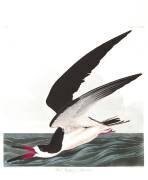 Black Skimmer or Shearwater (John James Audubon) - Muzeo.com