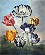 Botanique : 