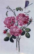 Bouquet of peonies (Pierre-Joseph Buchoz) - Muzeo.com