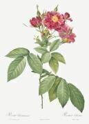 Boursault rose (Pierre Joseph Redouté) - Muzeo.com