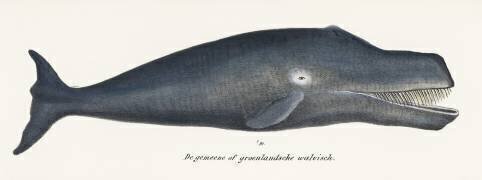 Bowhead Whale (anonymous) - Muzeo.com