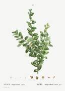Buxus (Pierre Joseph Redouté) - Muzeo.com