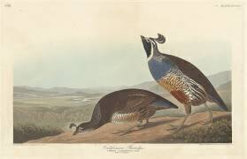 Californian Partridge (John James Audubon) - Muzeo.com