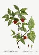 Calycanthus nanus (Pierre Joseph Redouté) - Muzeo.com