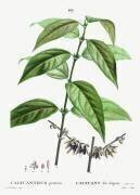 Calycanthus praecox (Pierre Joseph Redouté) - Muzeo.com