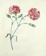 Carnation (Georg Dionysius Ehret) - Muzeo.com