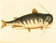 Catfish (Mark Catesby) - Muzeo.com