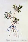 Cistus Virginiana (Georg Dionysius Ehret) - Muzeo.com