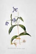 Clematis: Integrafolia (Georg Dionysius Ehret) - Muzeo.com