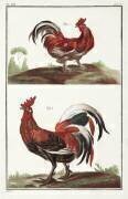Cockerels (anonymous) - Muzeo.com