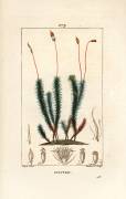 Common polytrichum (Pierre Jean Francois Turpin) - Muzeo.com
