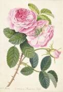 Common Provence Rose (Georg Dionysius Ehret) - Muzeo.com
