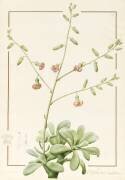 Cotyledon Cardiflorum (Pierre Joseph Redouté) - Muzeo.com