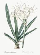 Crinum Americanum (Pierre Joseph Redouté) - Muzeo.com