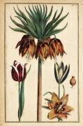 Crown imperial lily (Daniel Rabel) - Muzeo.com