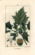 Datura officinal (Pierre Jean Francois Turpin) - Muzeo.com