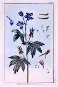Delphinium (Pierre-Joseph Buchoz) - Muzeo.com