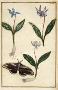 Dog's-tooth-violet (Daniel Rabel) - Muzeo.com