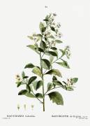 Eastern baccharis (Pierre Joseph Redouté) - Muzeo.com