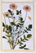 Ethiopian Arcotis (Pierre-Joseph Buchoz) - Muzeo.com