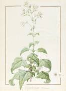 Eupatorium Deltoideum (Pierre Joseph Redouté) - Muzeo.com
