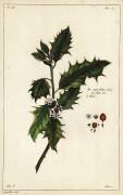 European holly (Dupin) - Muzeo.com