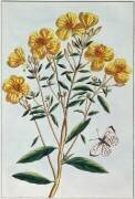 Evening Primrose (Pierre-Joseph Buchoz) - Muzeo.com