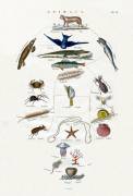 Evolution (anonymous) - Muzeo.com