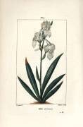 Florentine Iris (Pierre Jean Francois Turpin) - Muzeo.com