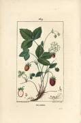 Fraisier (Ernestine Panckoucke) - Muzeo.com