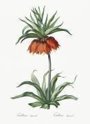 Fritillaria Imperialis (Pierre Joseph Redouté) - Muzeo.com