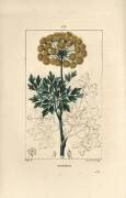 Galbanum (Pierre Jean Francois Turpin) - Muzeo.com