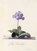 Garden Auricula (Georg Dionysius Ehret) - Muzeo.com