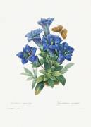 Gentiana acaulis (Pierre Joseph Redouté) - Muzeo.com