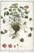 Geranium varium (Hubert Robert) - Muzeo.com