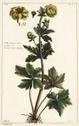Globeflower (Dupin) - Muzeo.com
