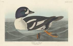 Golden-eye Duck (John James Audubon) - Muzeo.com