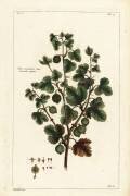 Gooseberry (Dupin) - Muzeo.com