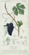 Grape Vine (Pierre Jean Francois Turpin) - Muzeo.com