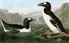 Great Auk (John James Audubon) - Muzeo.com