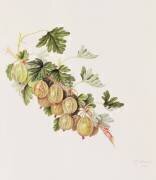 Green Gooseberry (William Hooker) - Muzeo.com