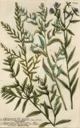 Gromwell varieties (Georg Dionysius Ehret) - Muzeo.com