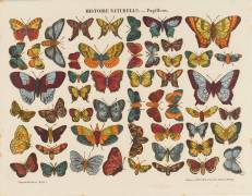 Histoire naturelle : papillons (anonymous) - Muzeo.com