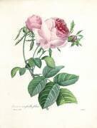Hundred-Leaved Rose (Pierre Joseph Redouté) - Muzeo.com