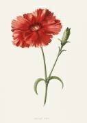 Indian Pink (Frederick Edward Hulme) - Muzeo.com
