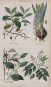 Ipecacuan, Squill, Sarsaparilla, Copaiba (W. Fitch) - Muzeo.com